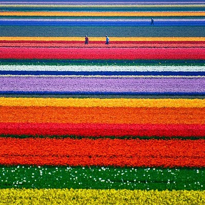Tulipany_2.5